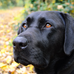 Ernie the blogging Support Dog